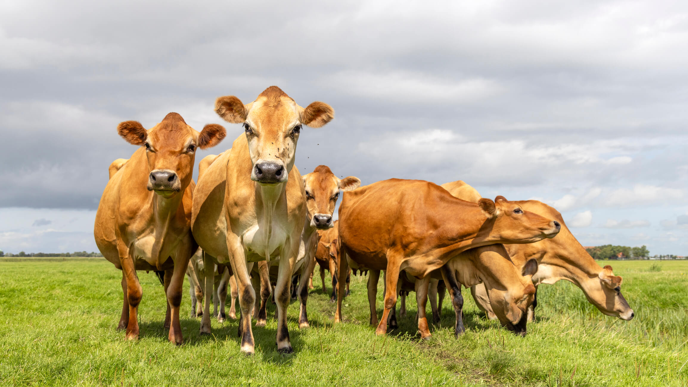 LavinFarm çiftlik görünümü